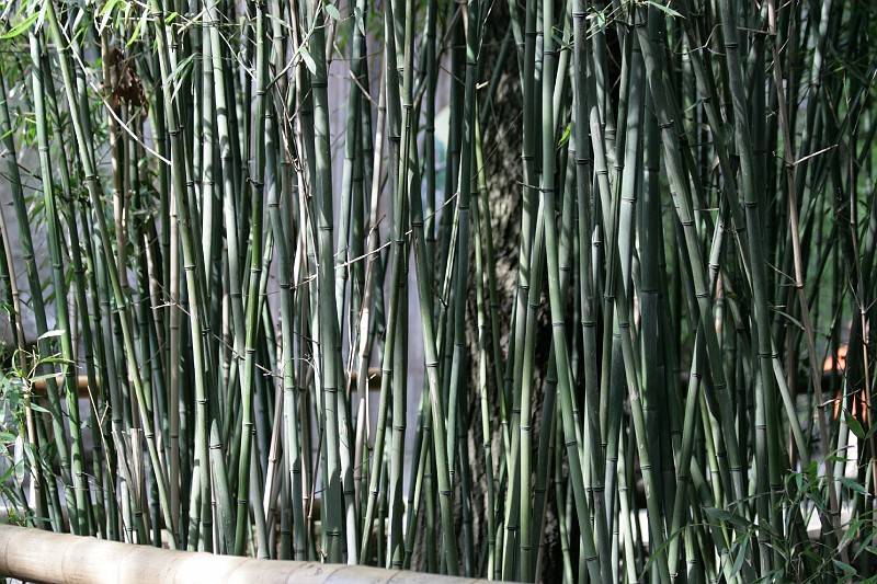 Fotoclubje Blijdorp 2008-152.jpg